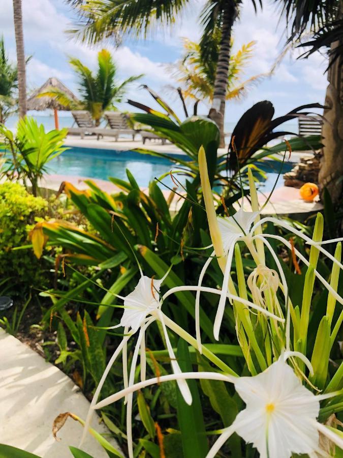 Coral Cove Inn Maya Beach エクステリア 写真